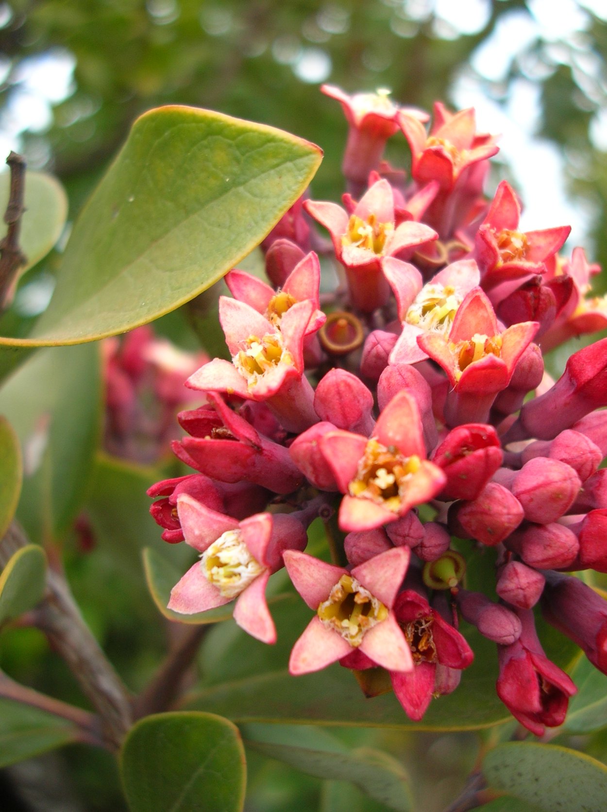 Сандал тапчанлар