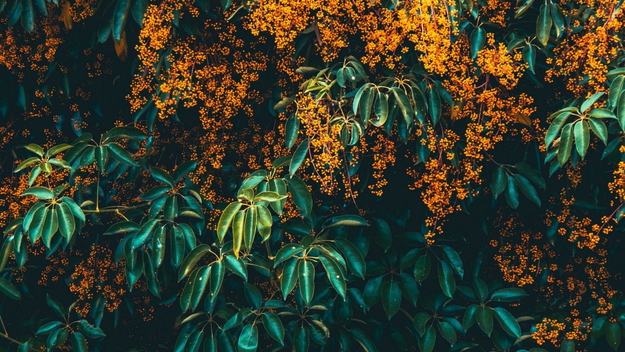 Сандаловая роза