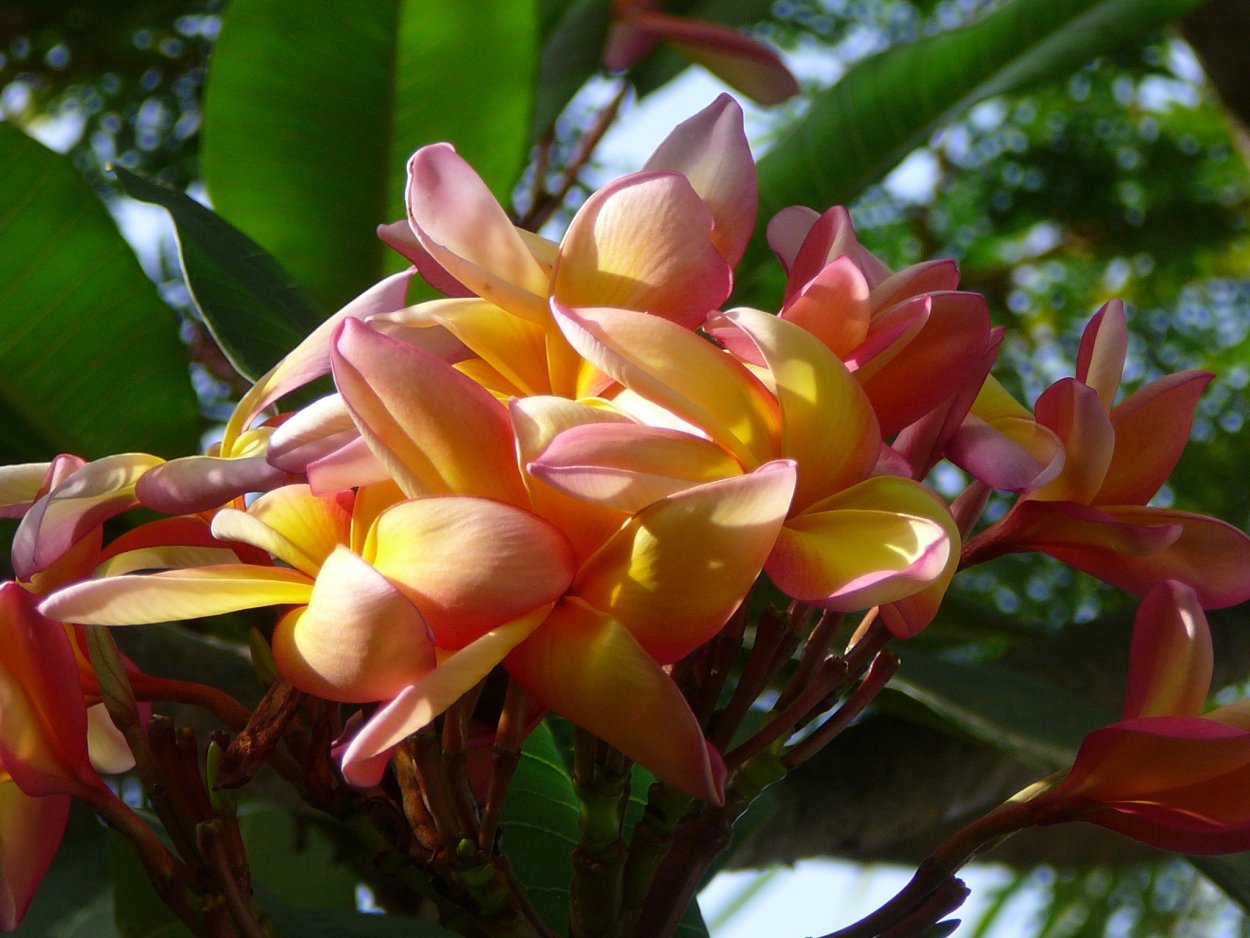 Сандаловое дерево рисунок