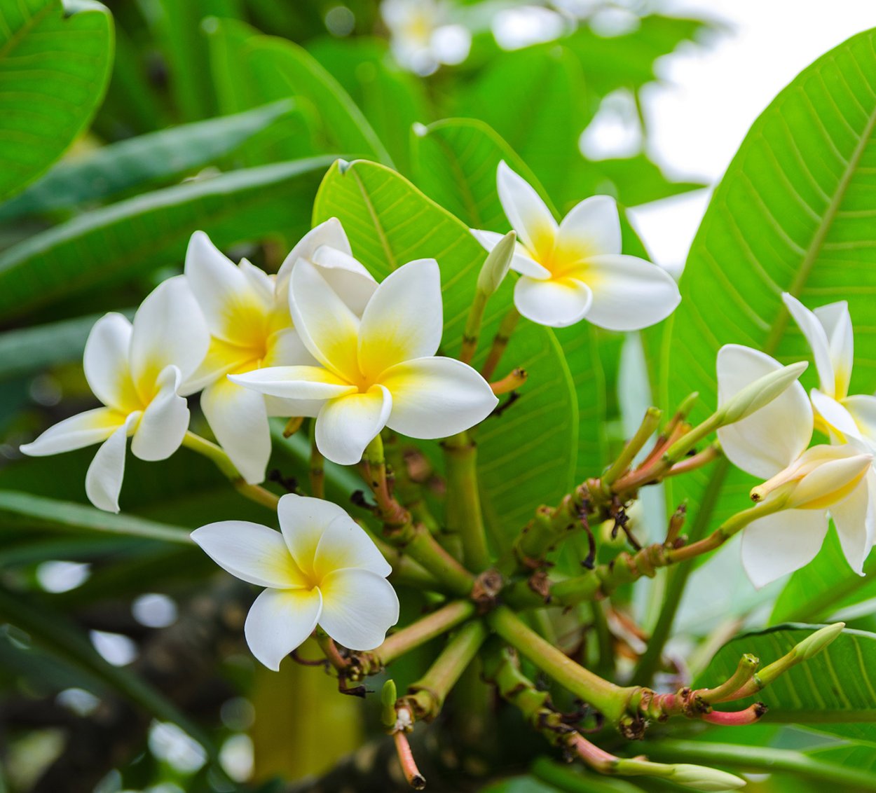 Тайский цветок Сандал