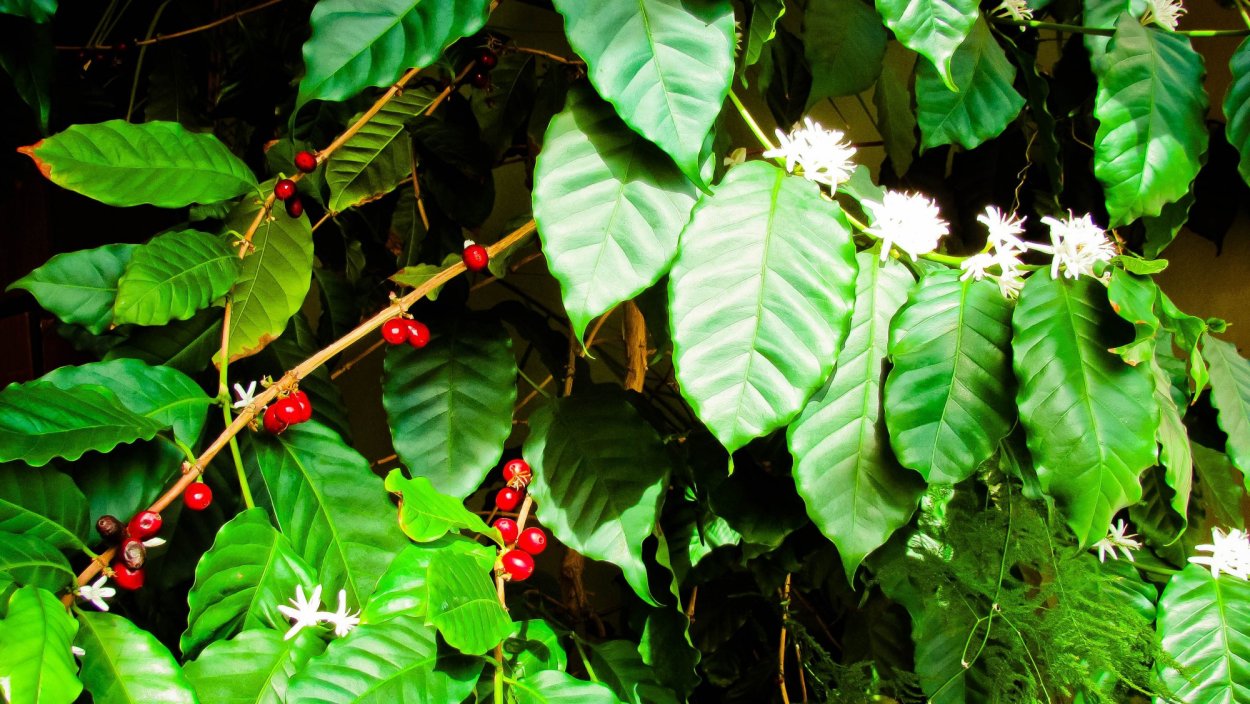 Удовое дерево