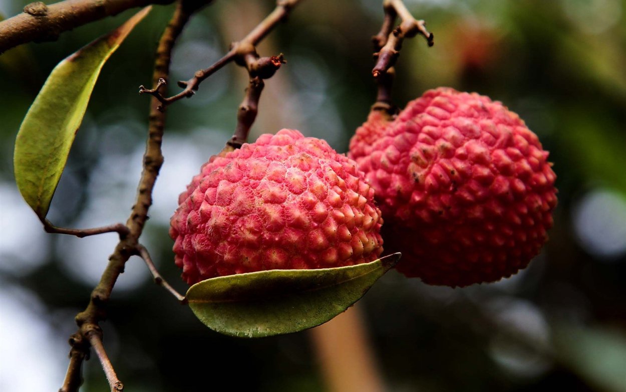 Личи Драконий глаз