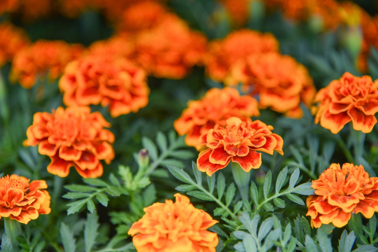 Эшшольция бархатцы Сальвия цинерария рабатка