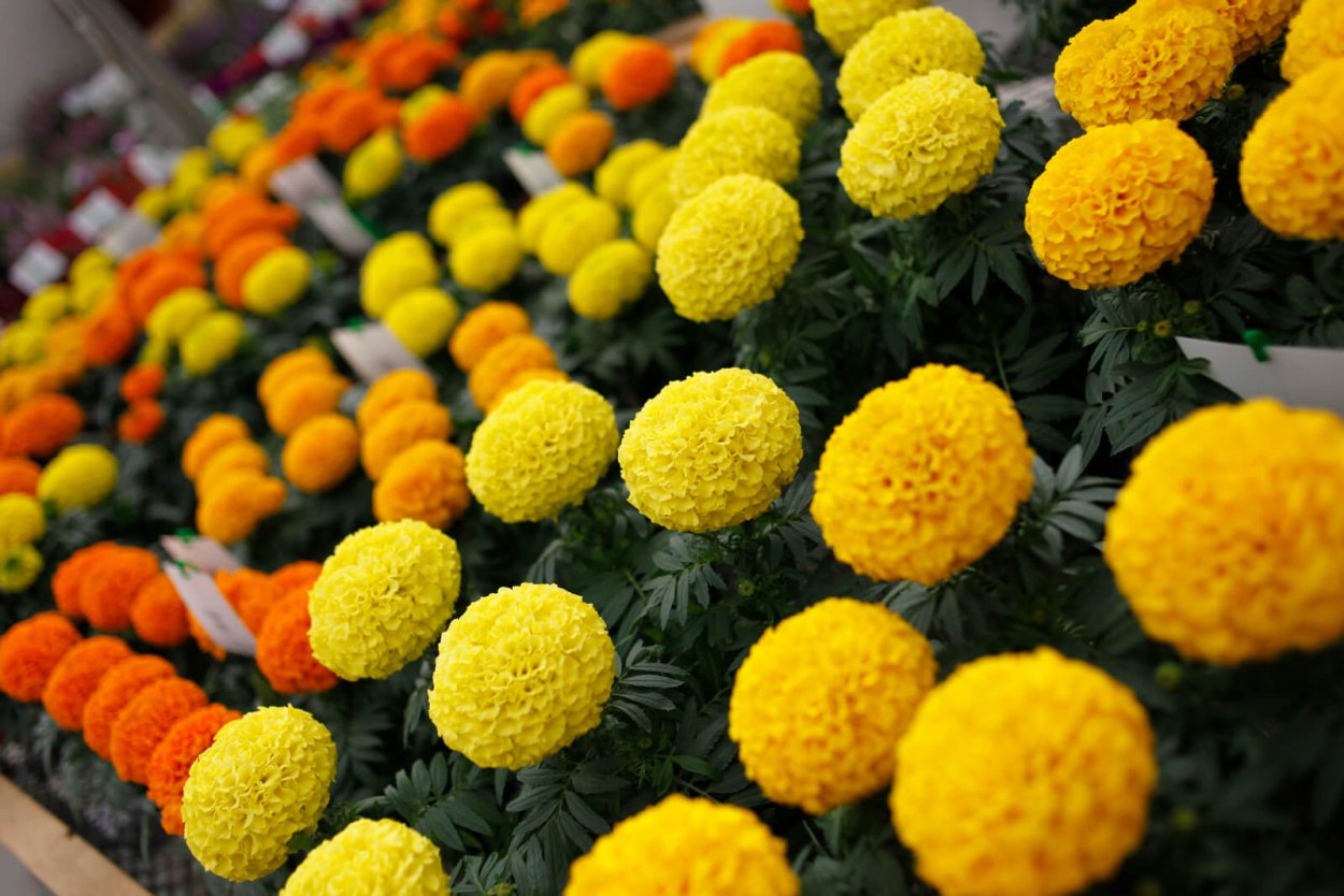 Риолис бархатцы