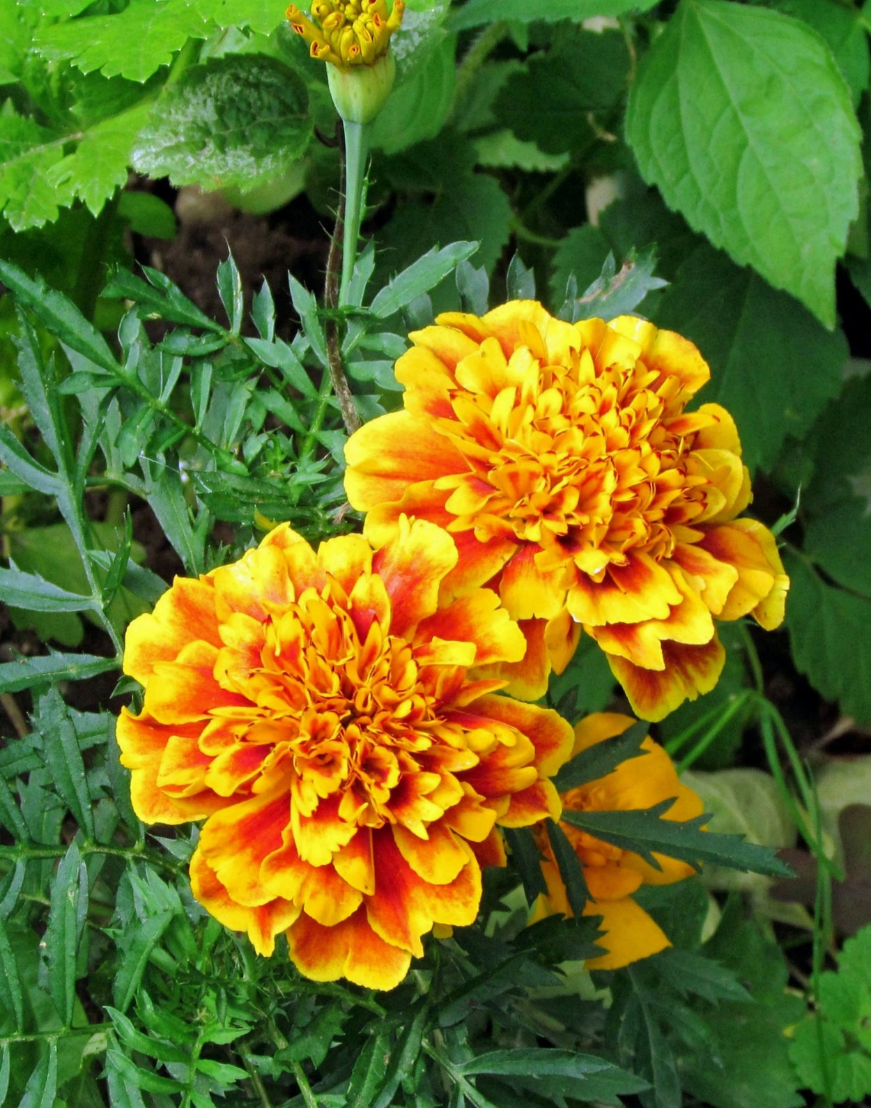 Бархатцы букет