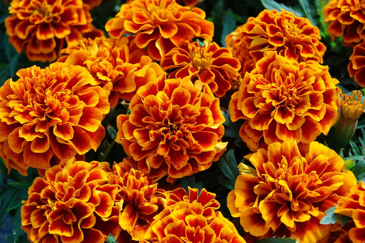 Бархатцы Бонанза оранж