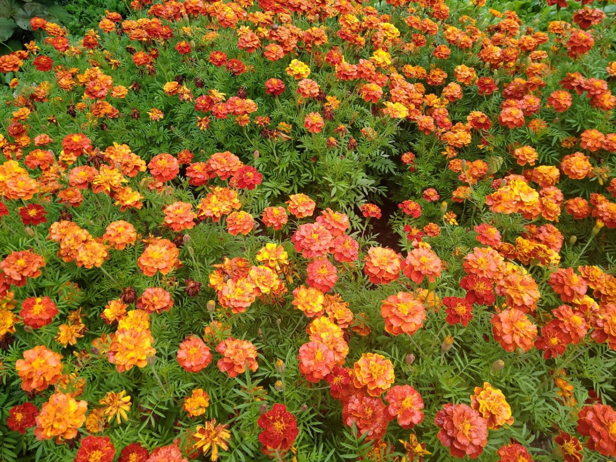 Бархатцы с виолой