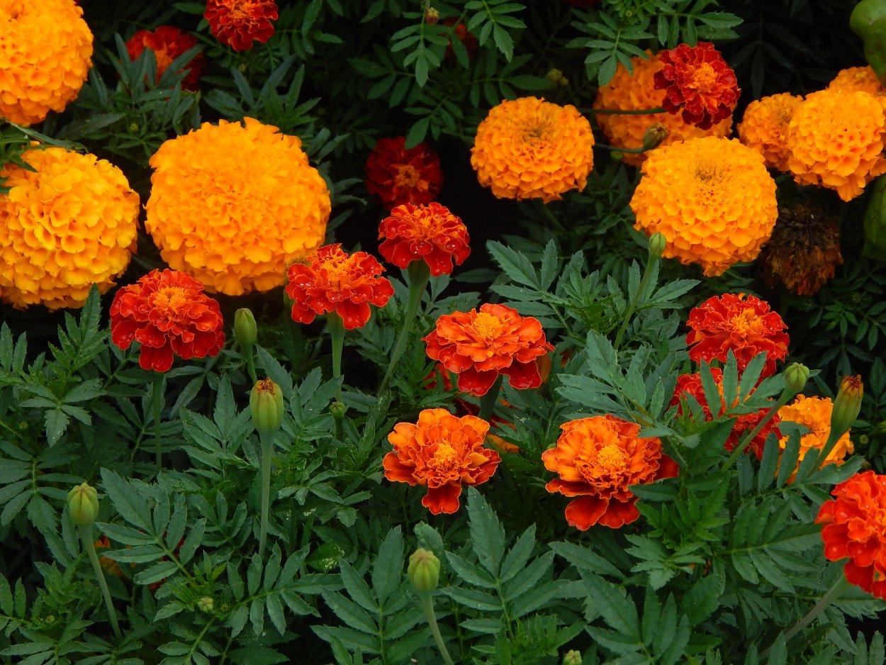 Бархатцы огненное пламя