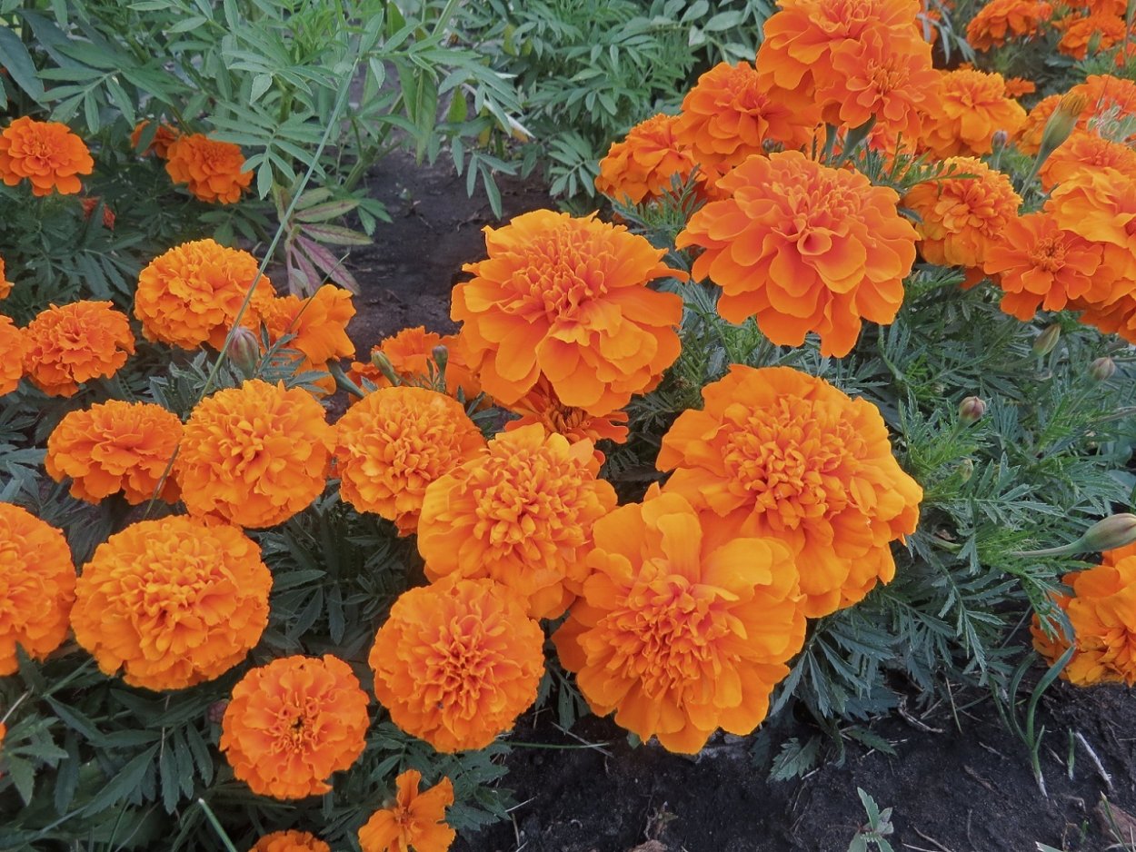 Бархатцы прямостоячие Антигуа оранж