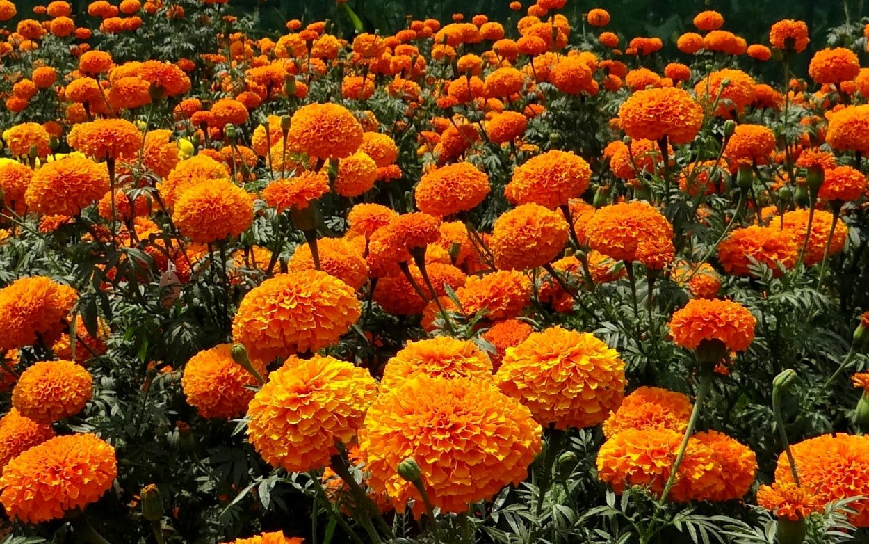 Бархатцы Крекерджек