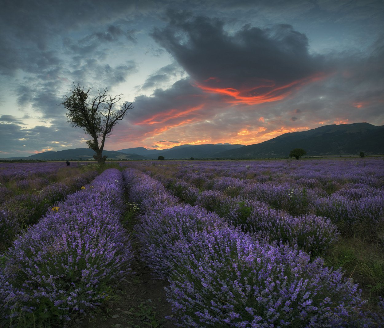 Лефкадия Лавандовые поля