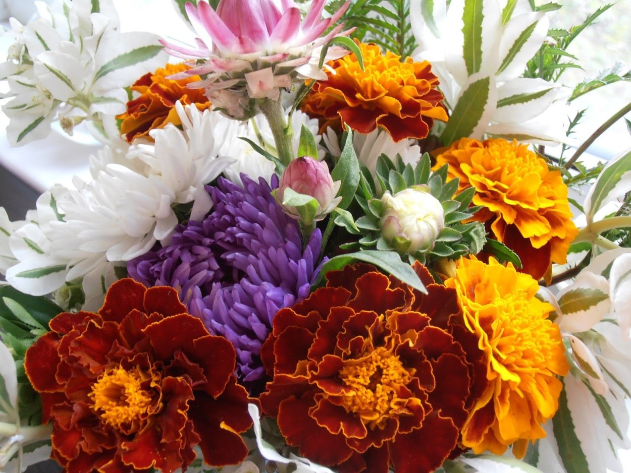 Бархатцы на картинах художников