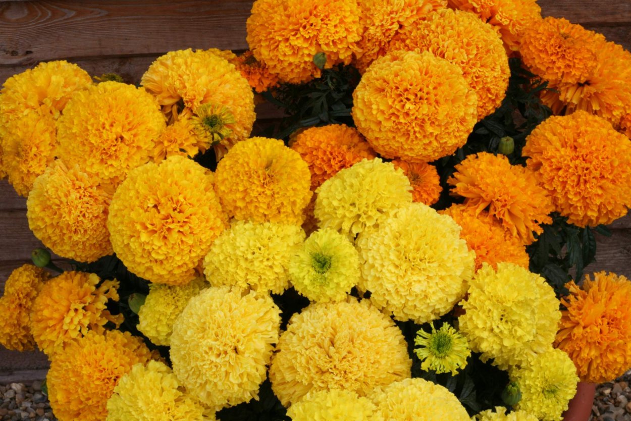 Циния бархатцы ноготки