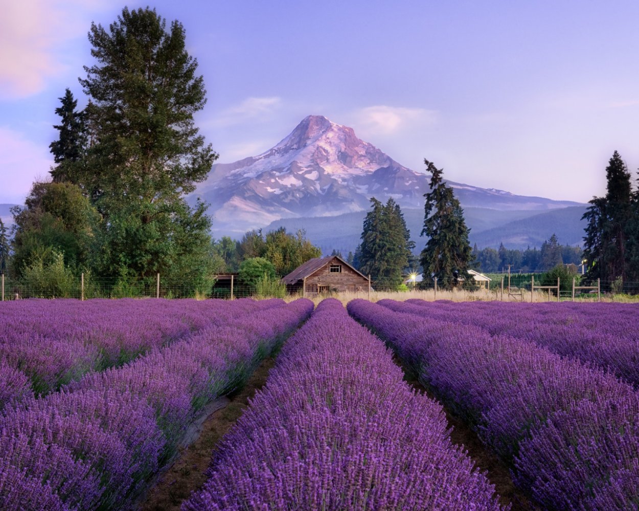 Поля лаванды во Франции