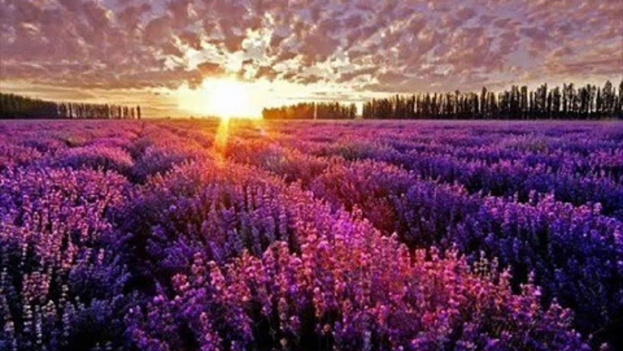 Лавандовое поле