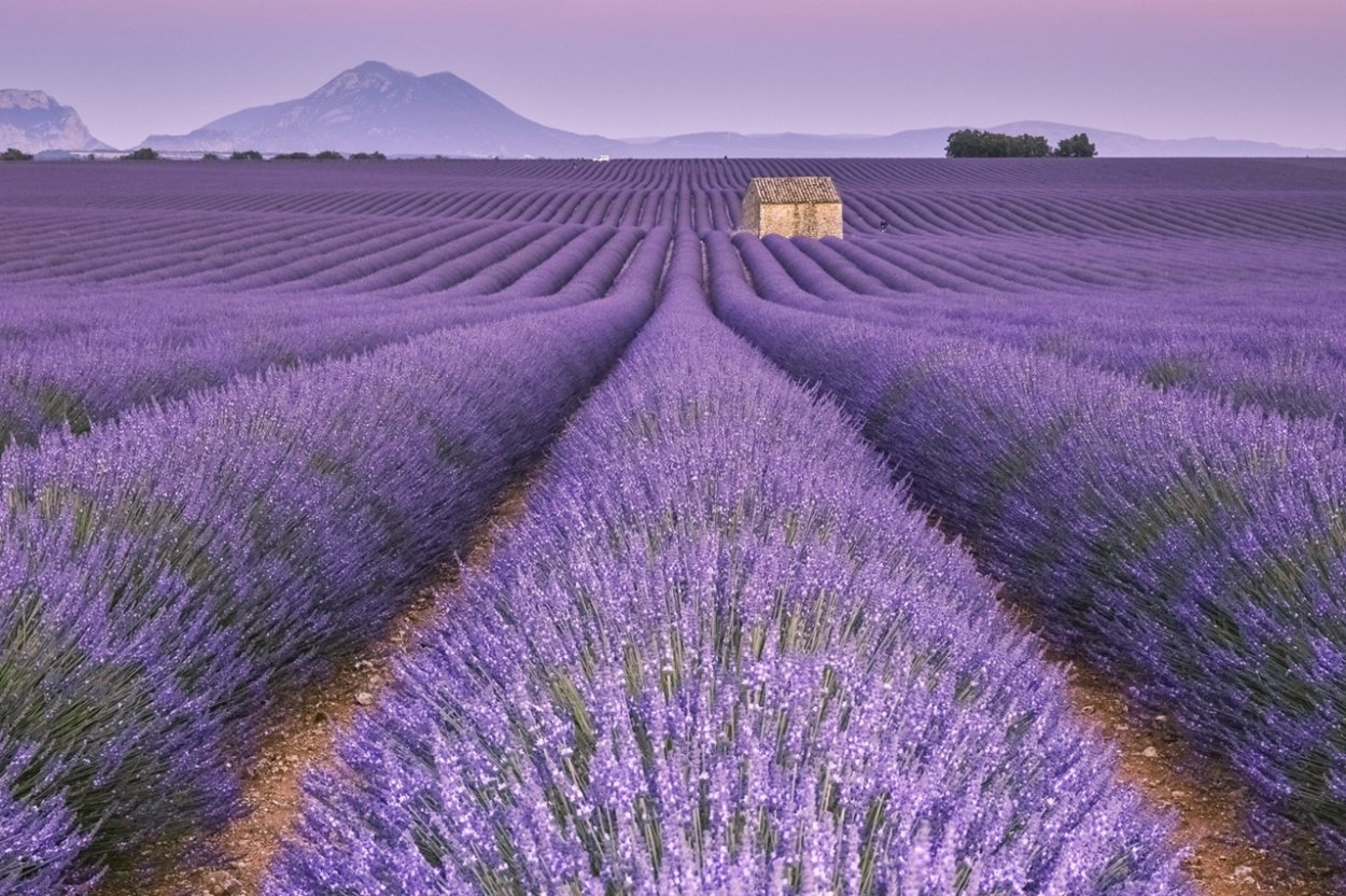 Крымский Прованс Лавандовые поля