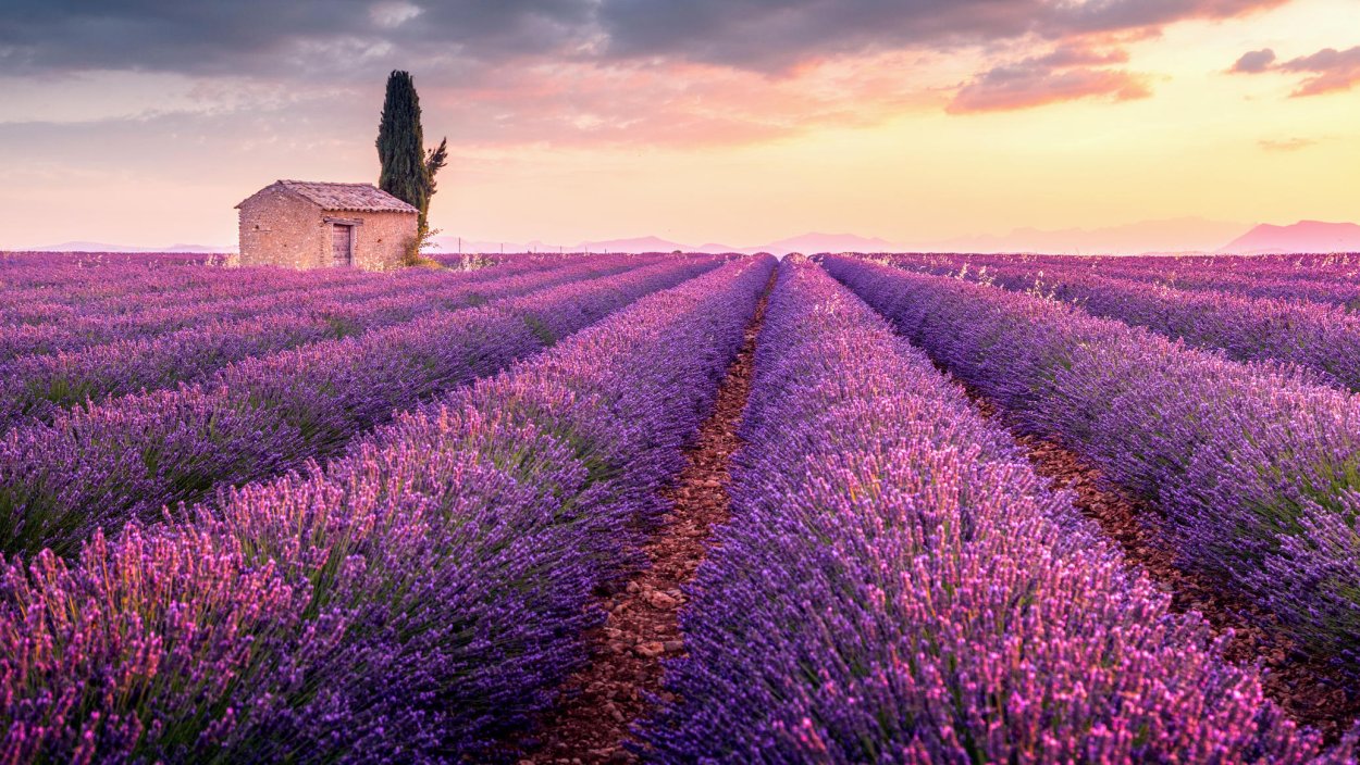 Живопись Крымская Лаванда Карликанов