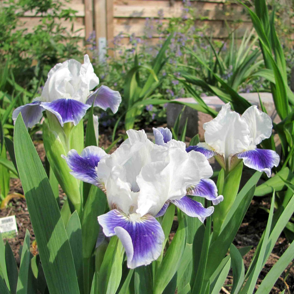 Ирис pumila Tickety Boo