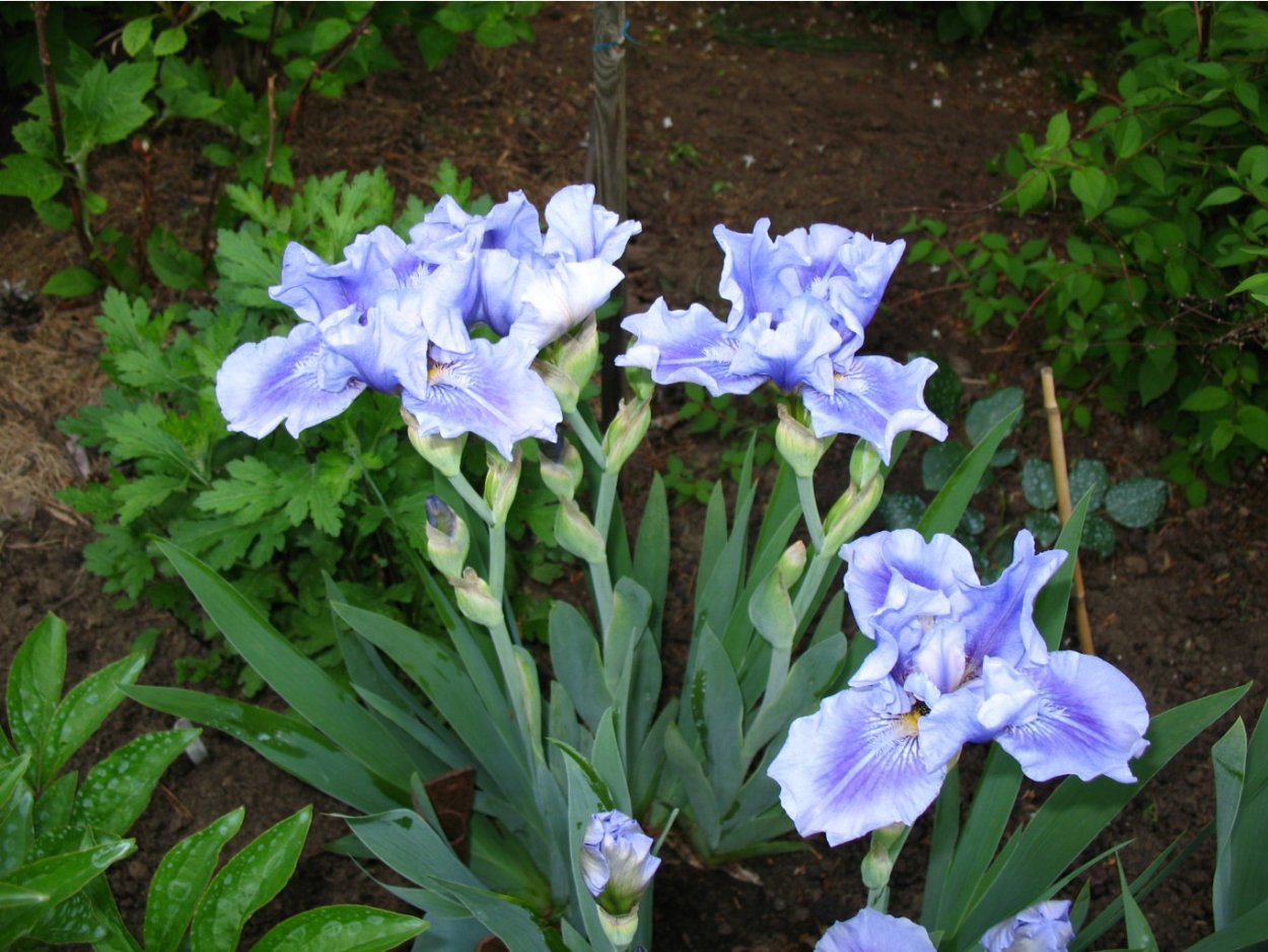 Ирис Пумила Блю деним