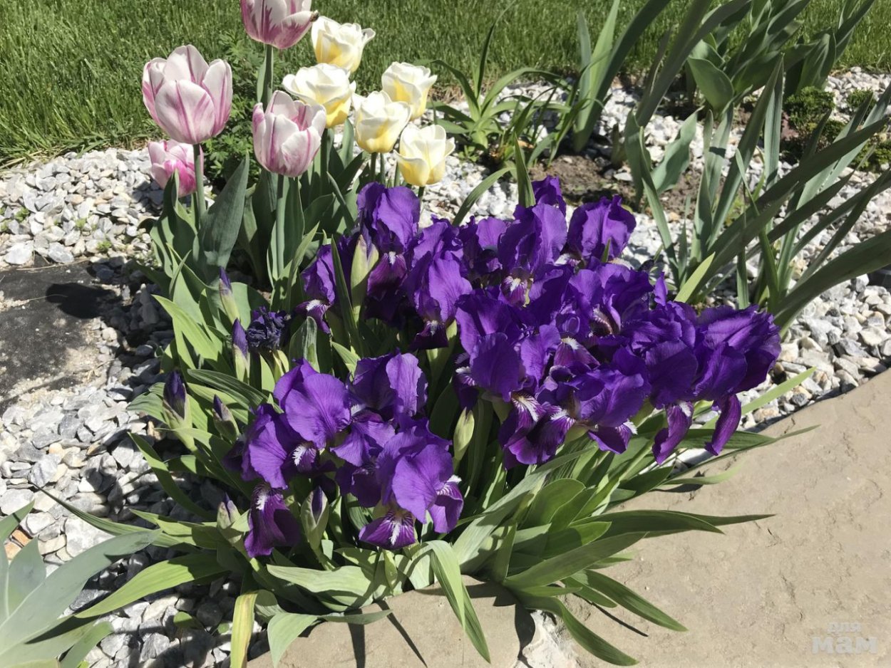 Ирис бородатый бордюрный