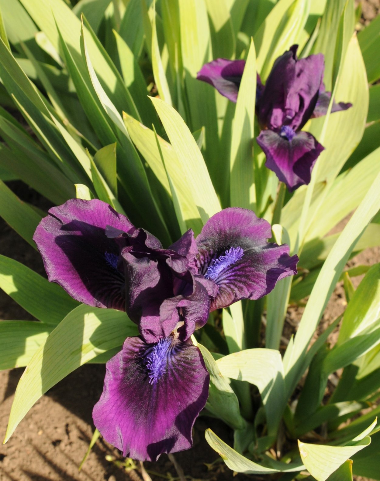 Ирис карликовый Ларрикин