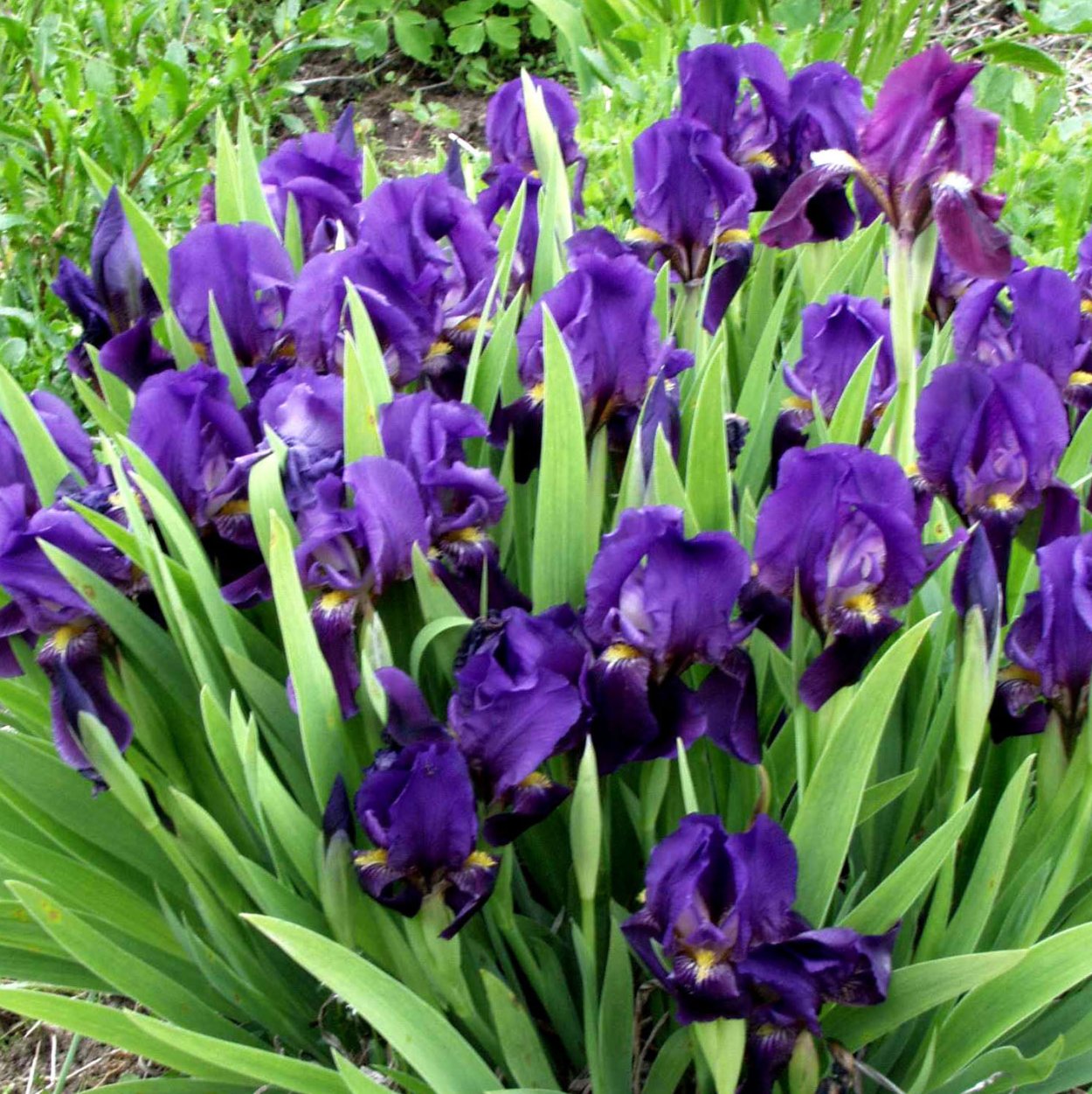 Ирис карликовый Блю деним