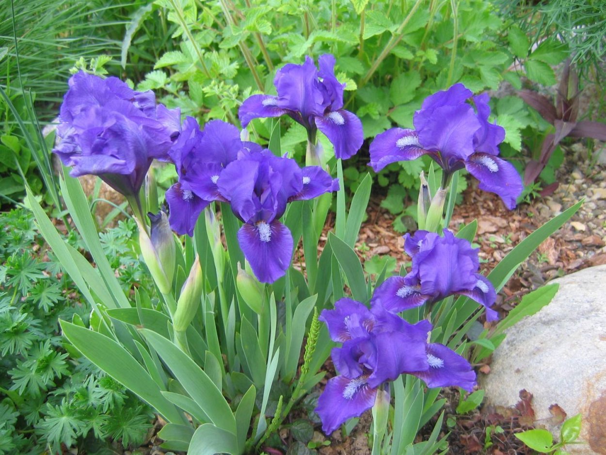 Ирис карликовый (Iris pumila)