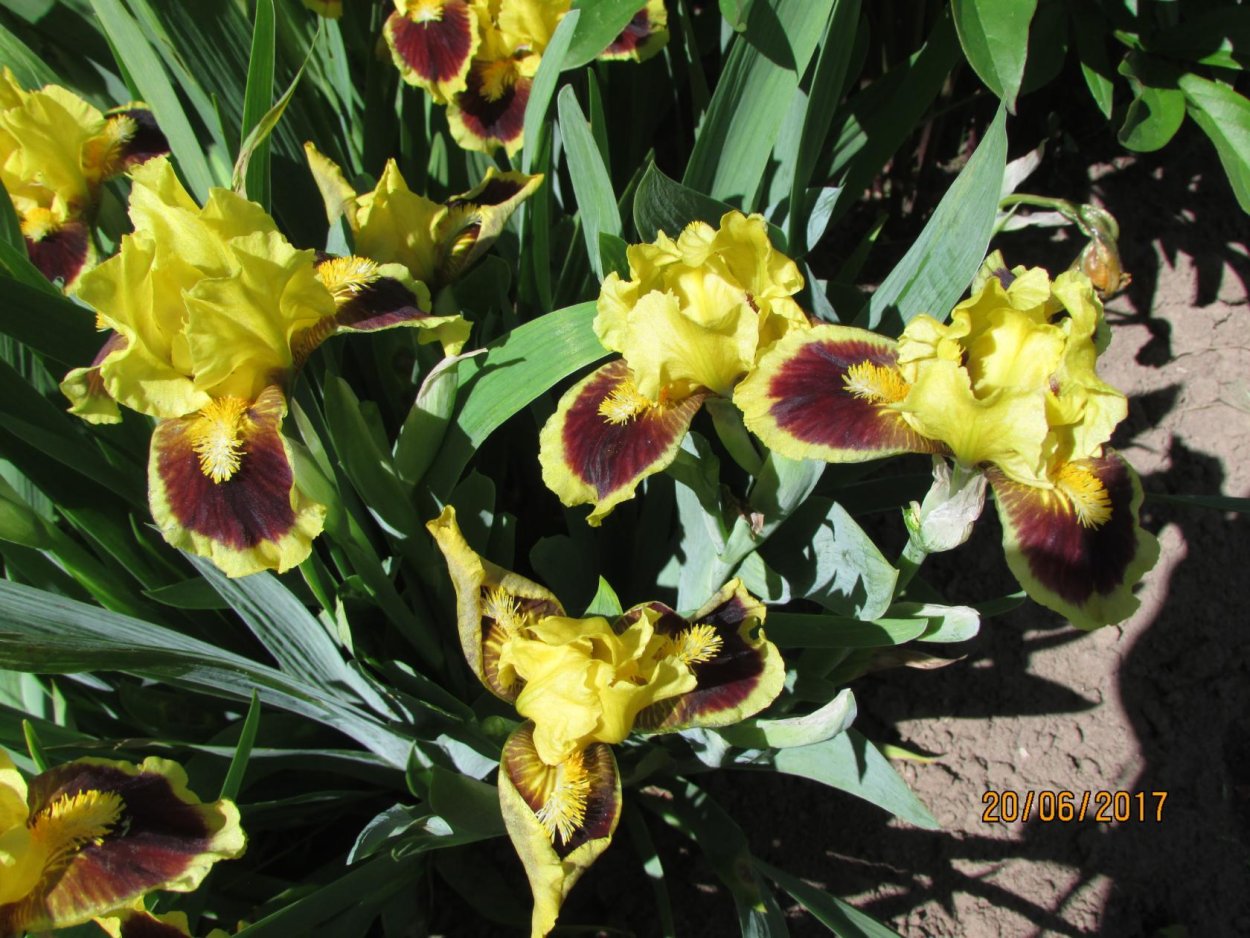 Алтимит Ирис