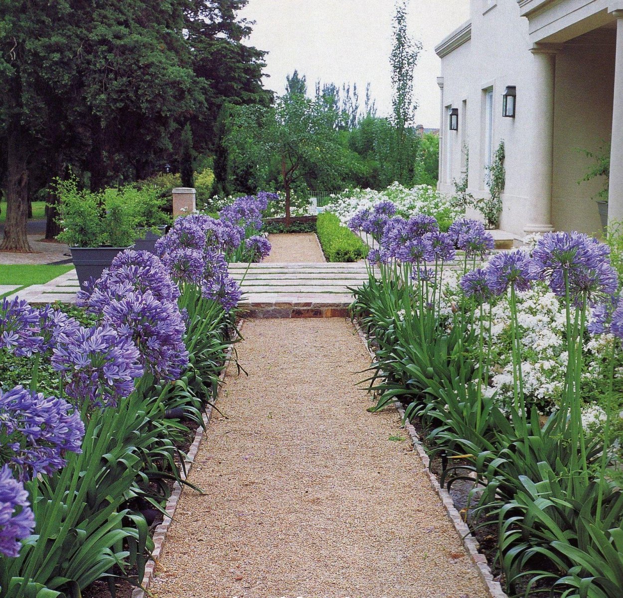 Агапантус в саду