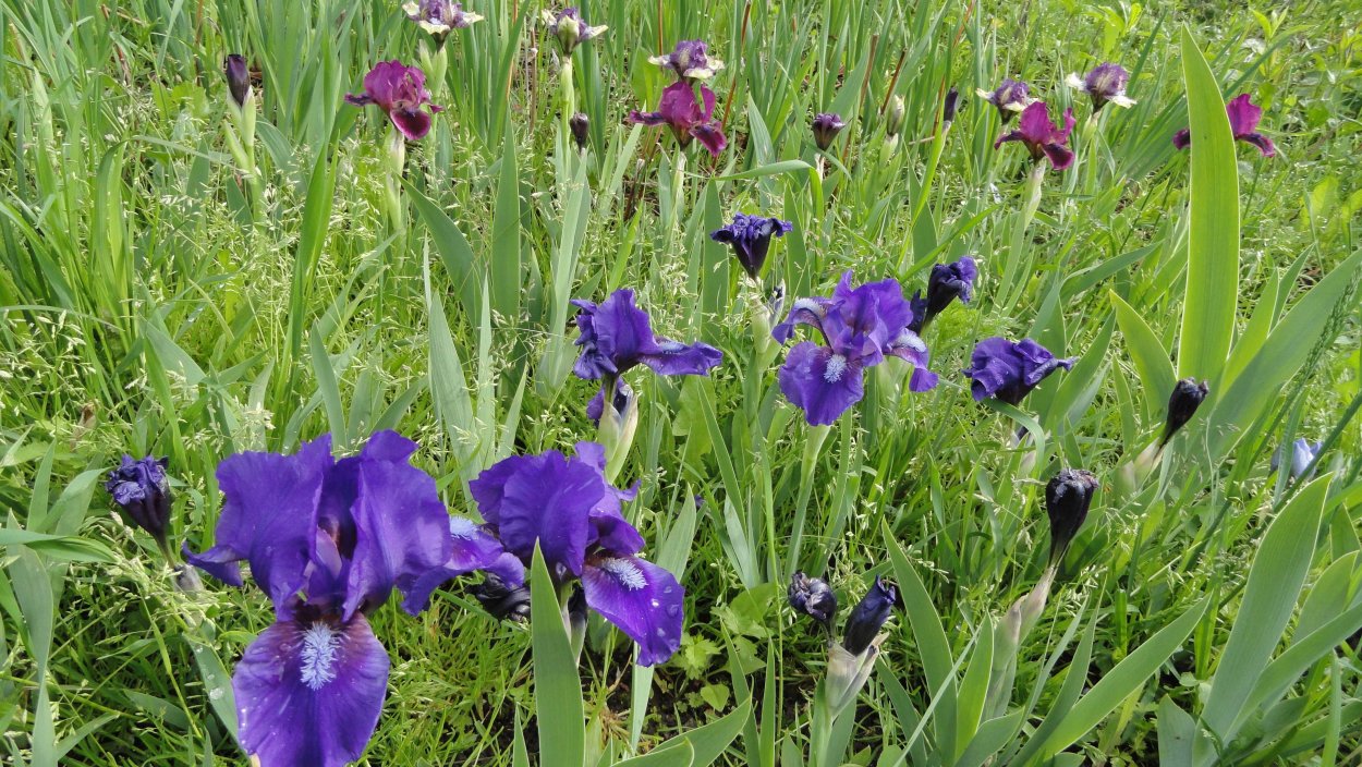 Ирис карликовый Петит полька