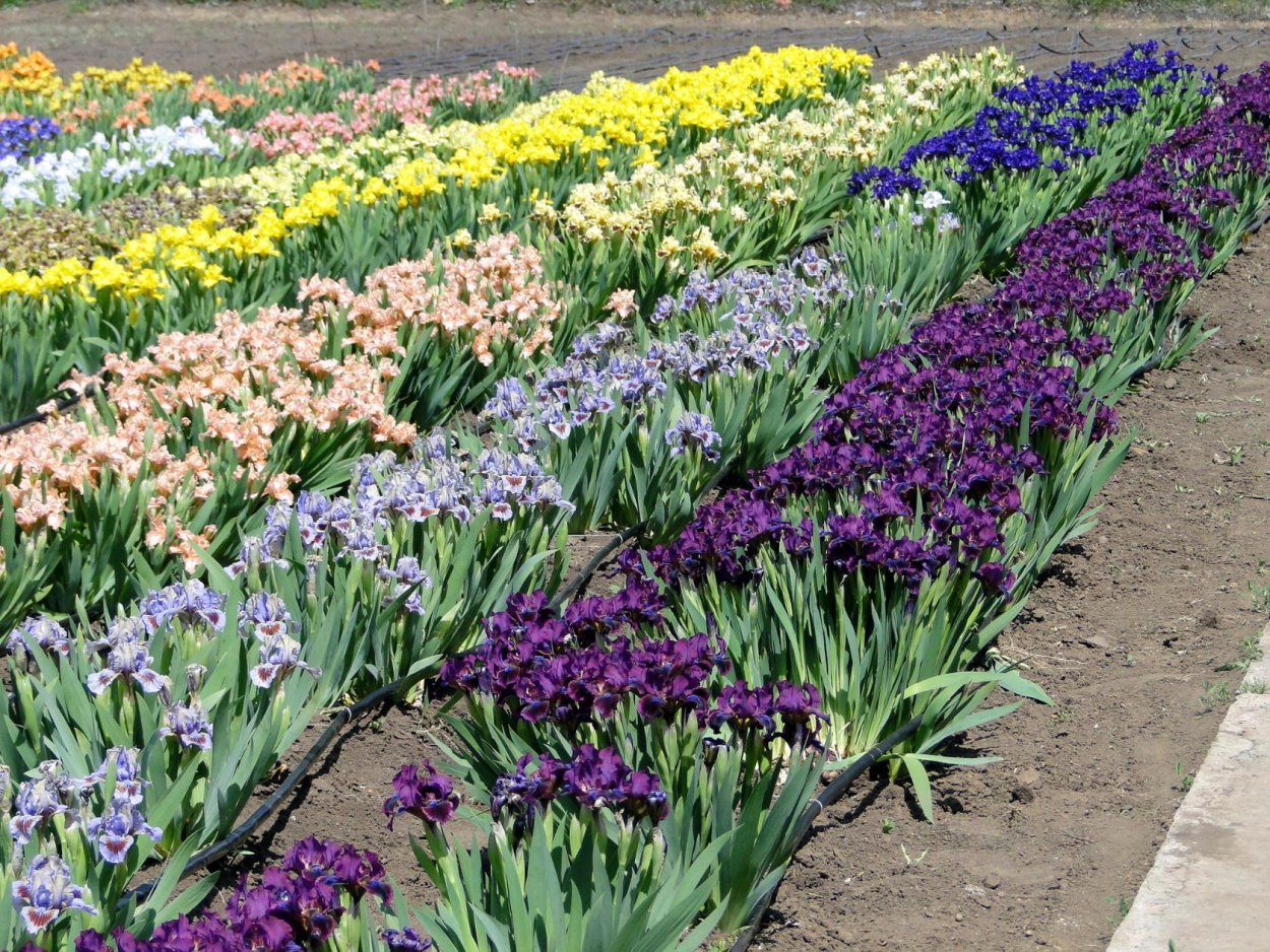 Ирис бордюрный