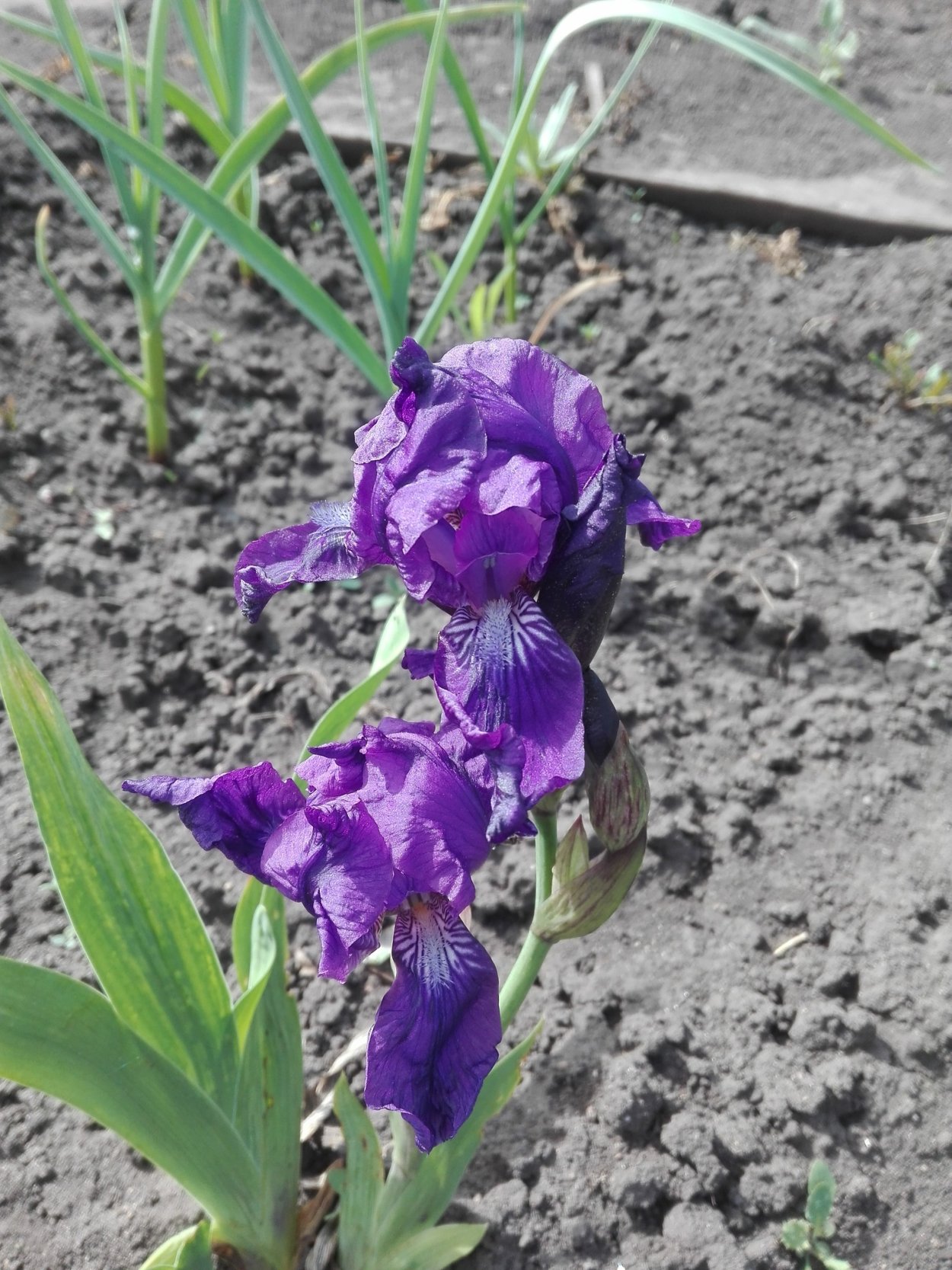 Ирис бордюрный карликовый