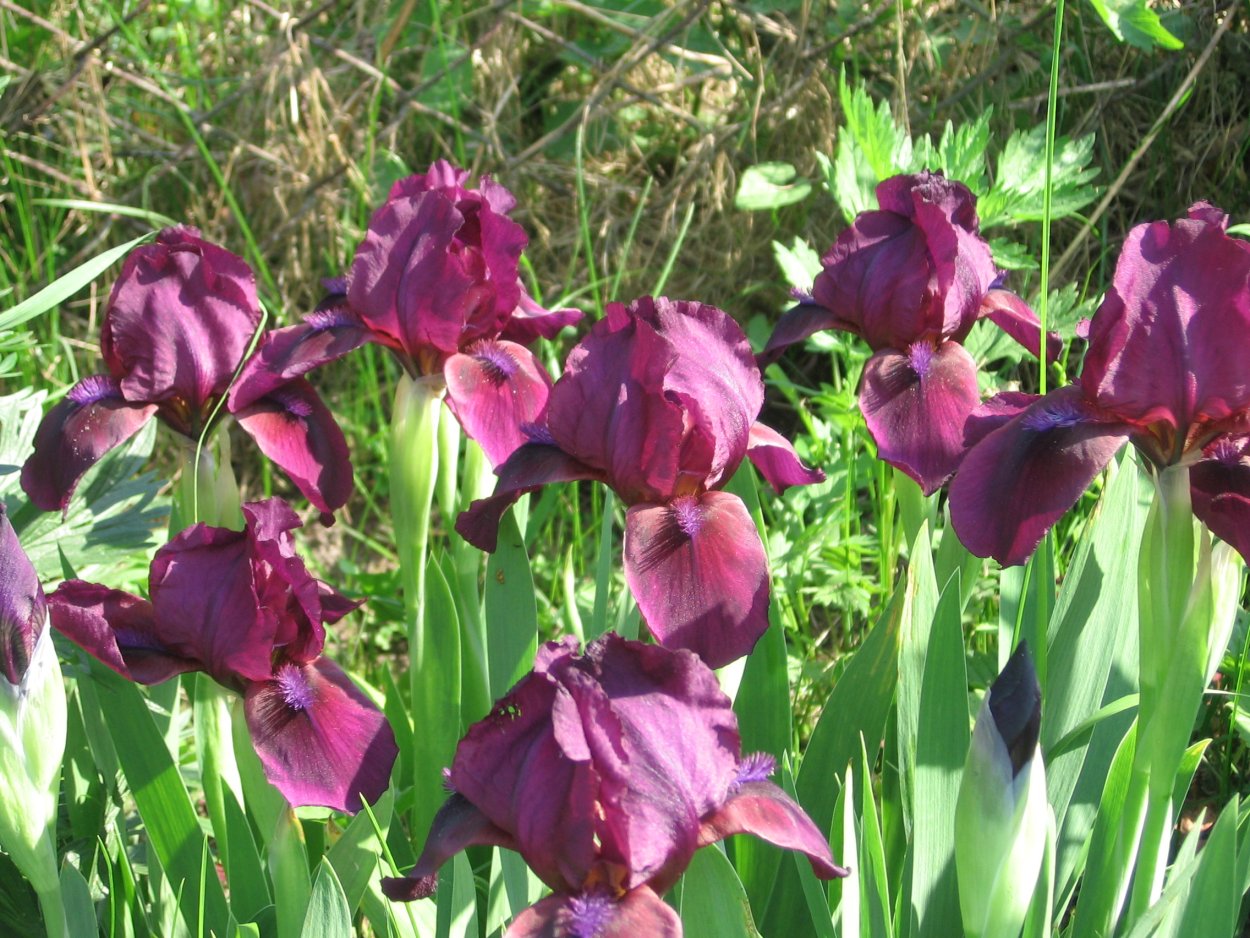 Ирис черри Гарден