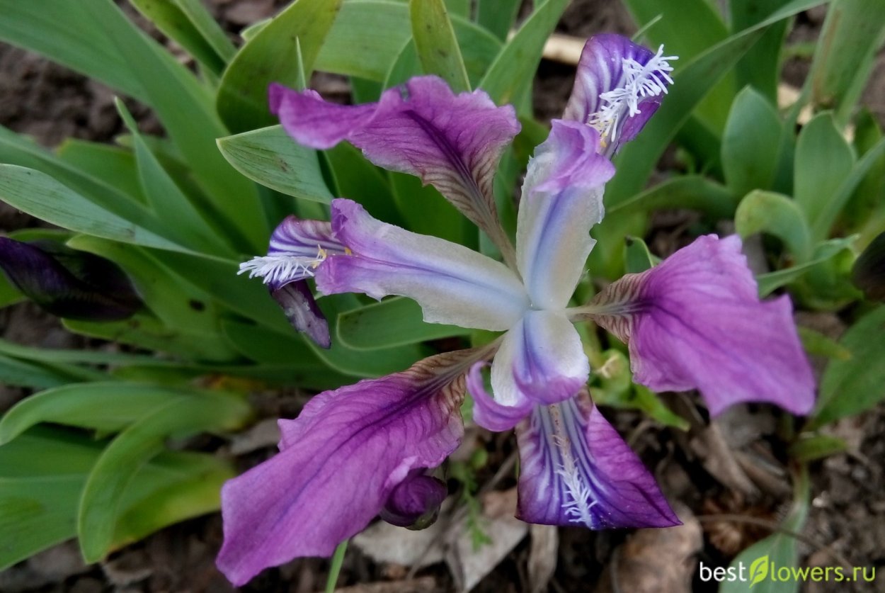 Ирис бордюрный карликовый