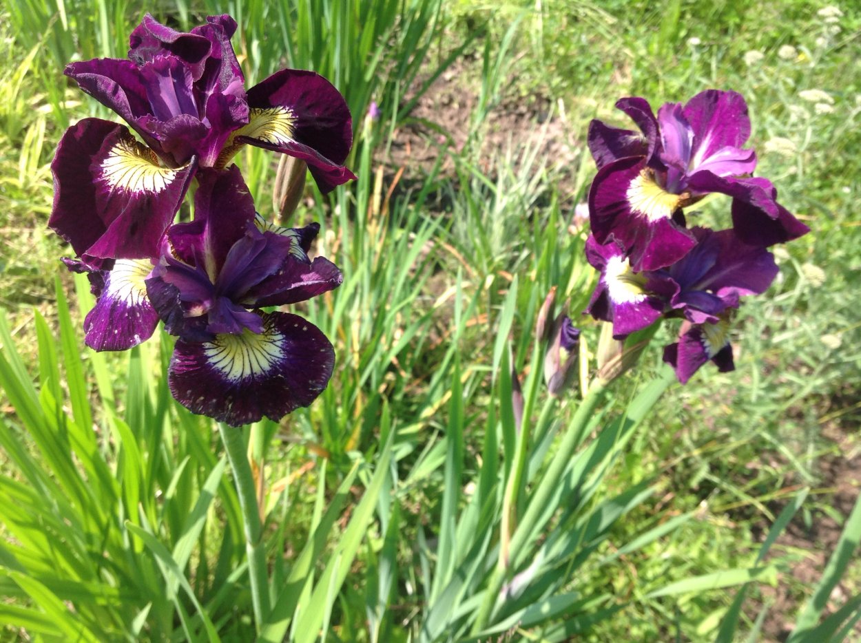 Ирис Сибирский контраст ин Стайлз