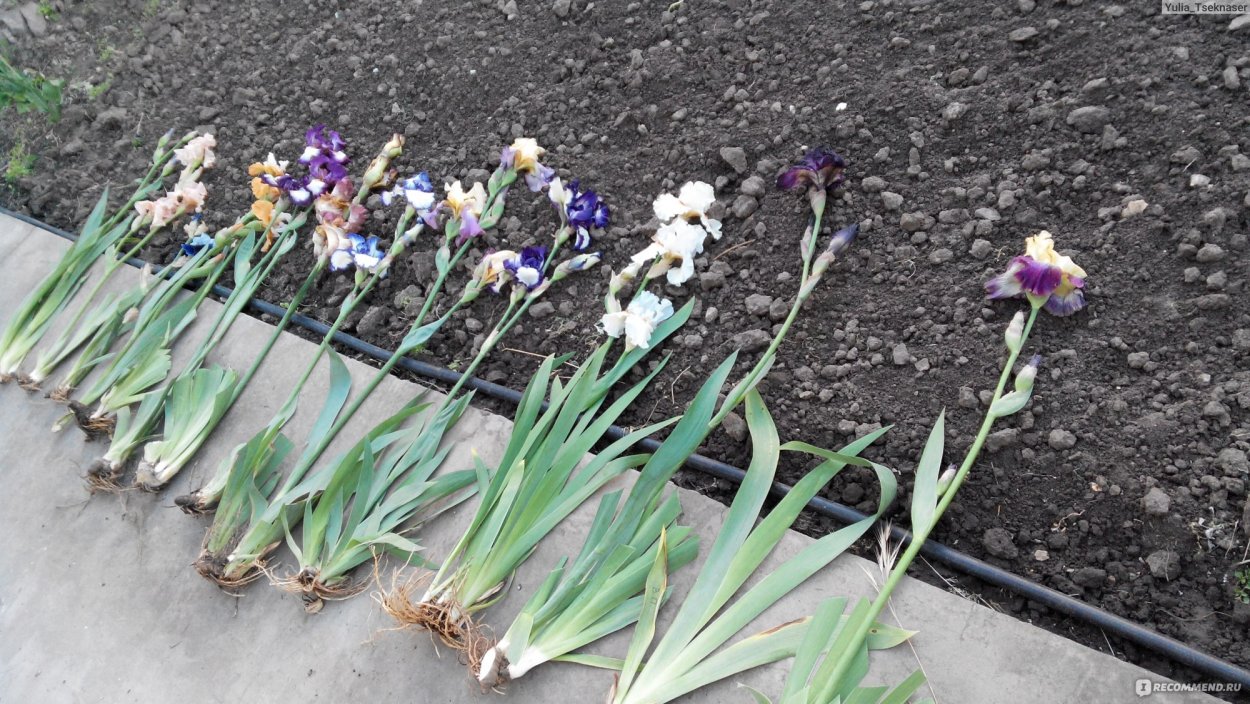 Ирис бородатый бордюрный