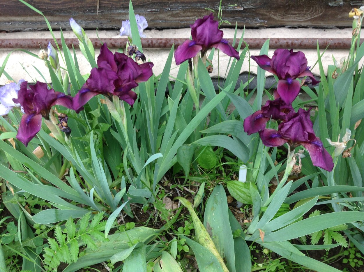 Ирис бородатый черри Гарден