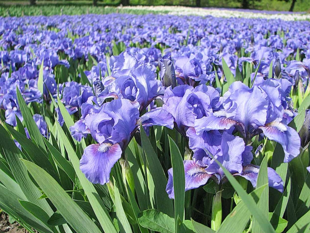 Ирис бородатый карликовый