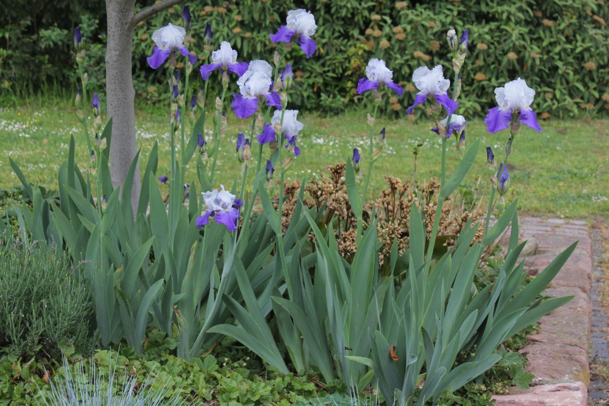 Ирисы бородатые куст