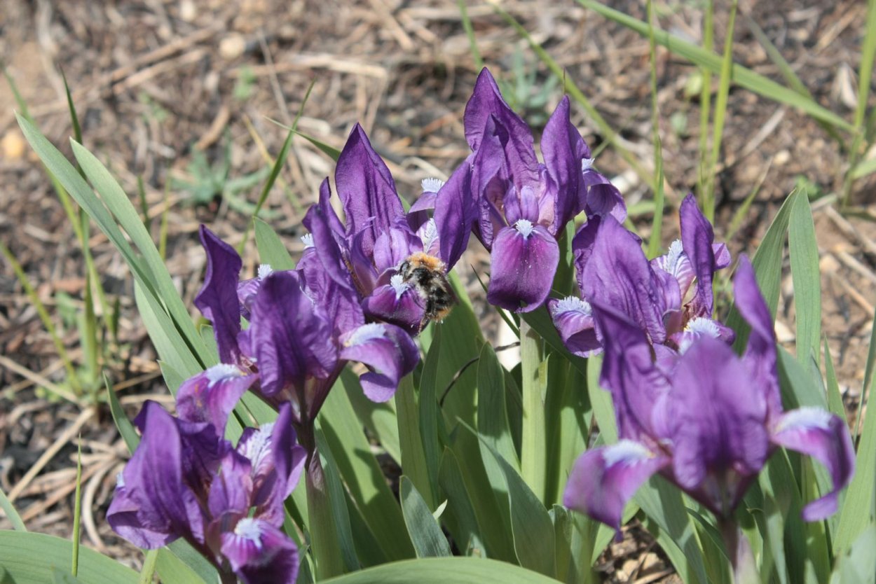 Ирис первоцвет карликовый