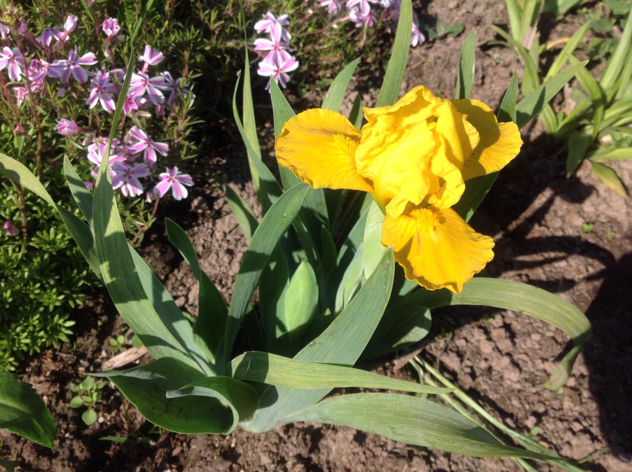 Ирис карликовый Брасси