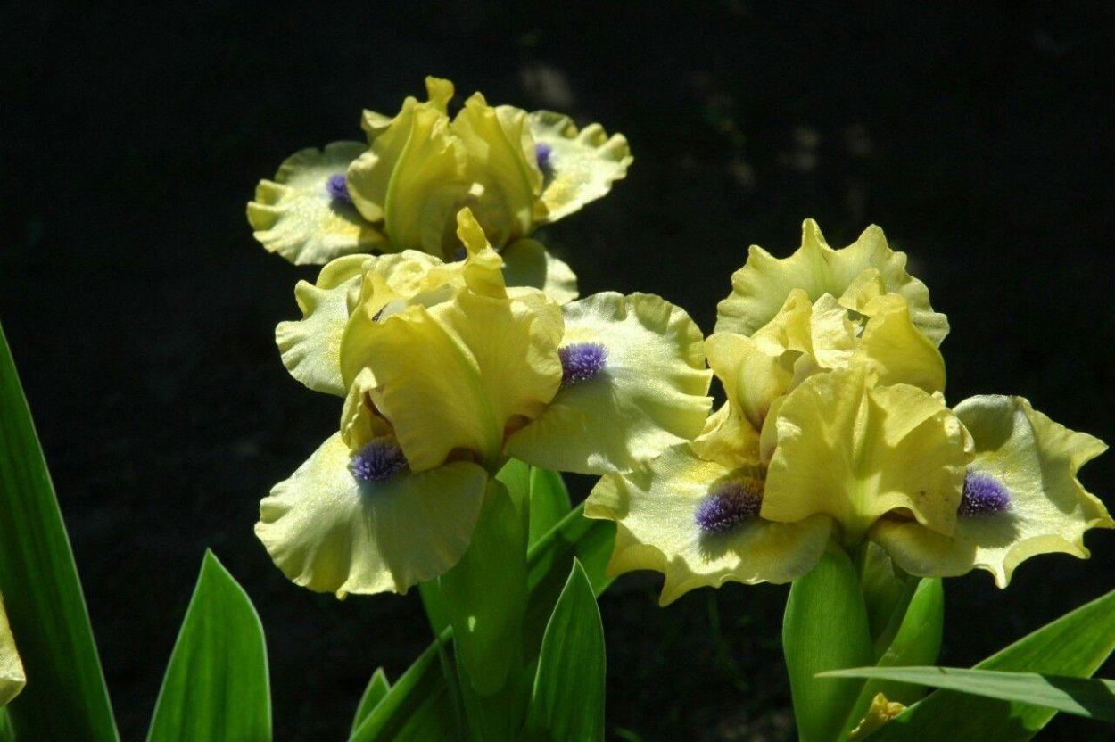 Ирис карликовый рейнджер