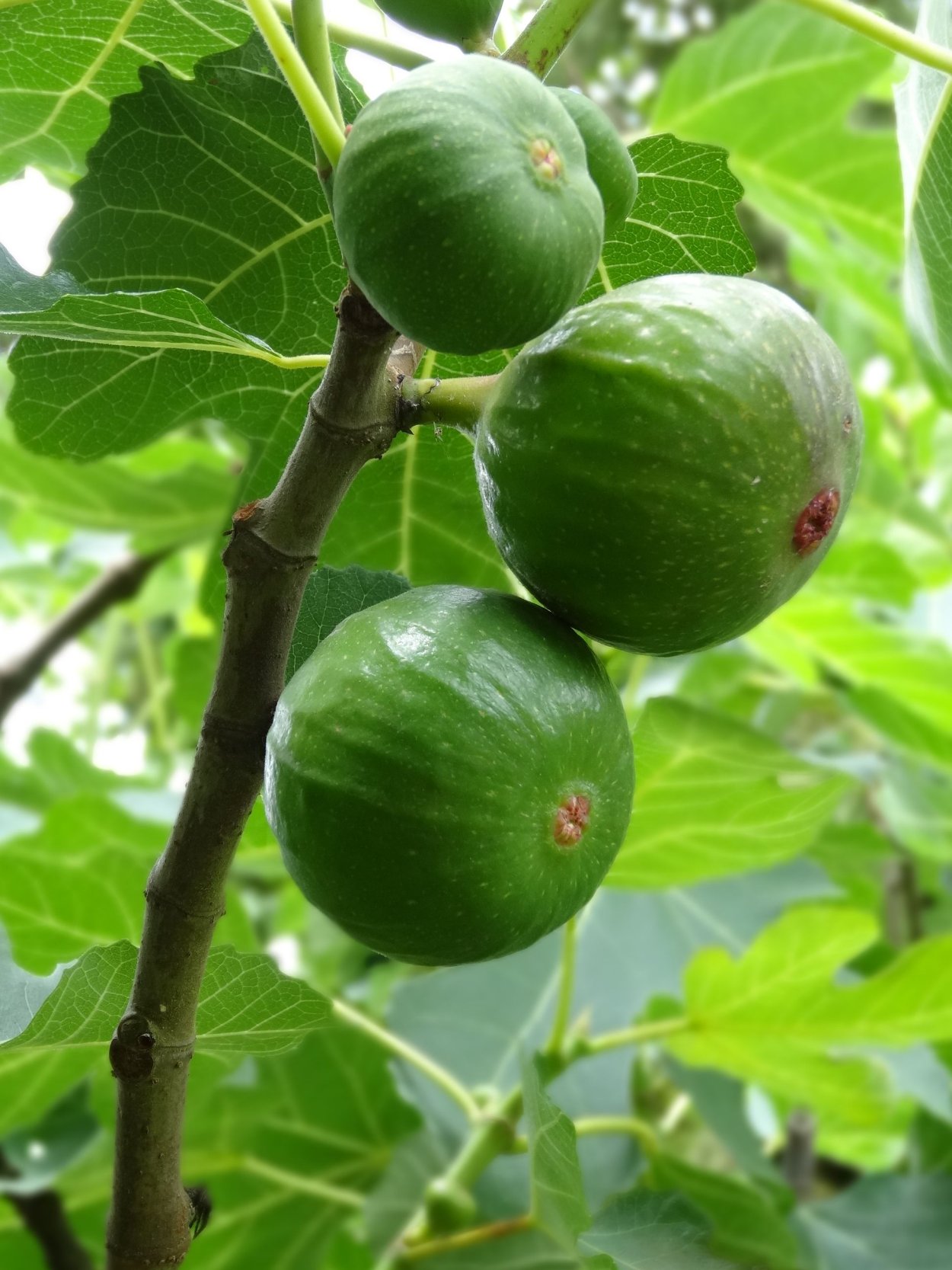 Инжир колхидский