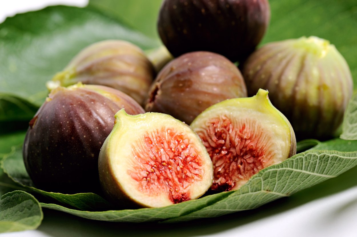 Инжир обыкновенный