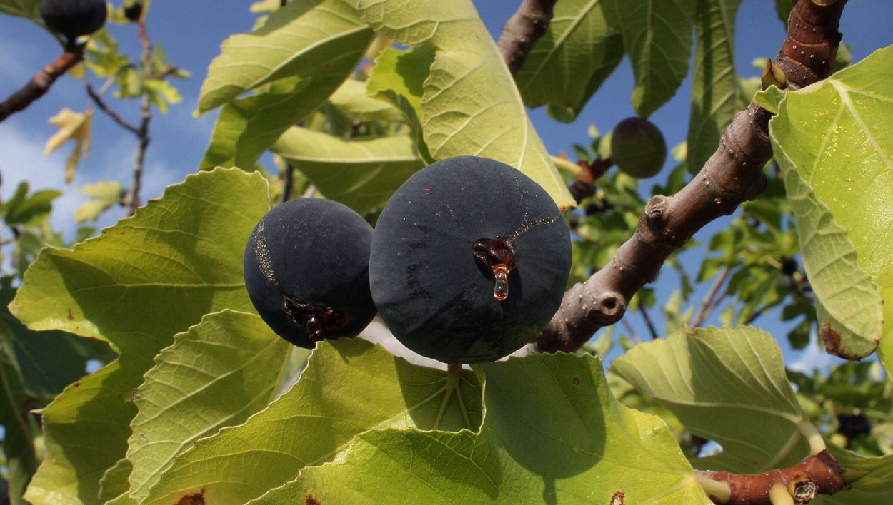 Сорт инжира Крымский черный