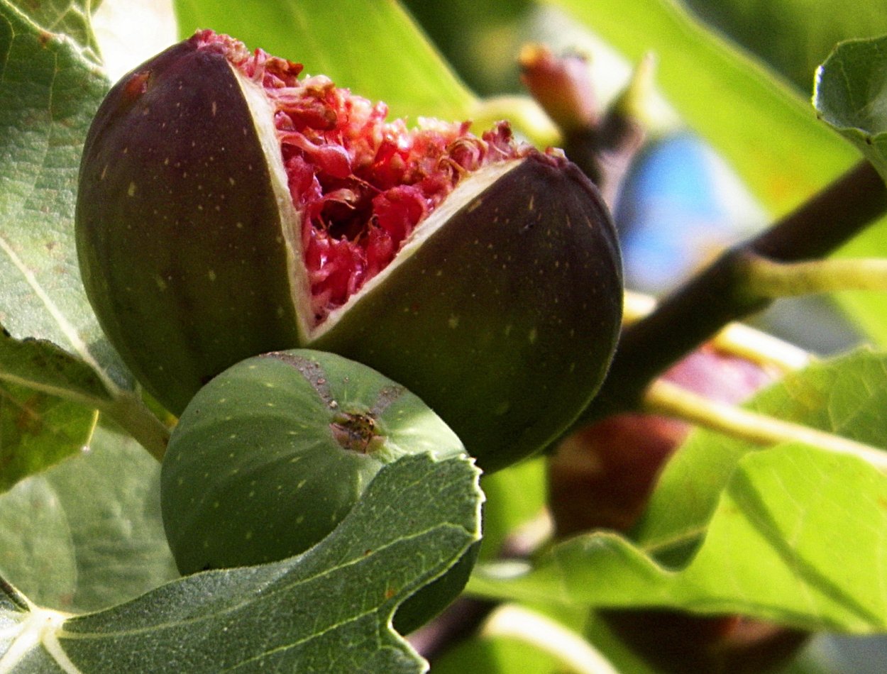 Инжир колхидский