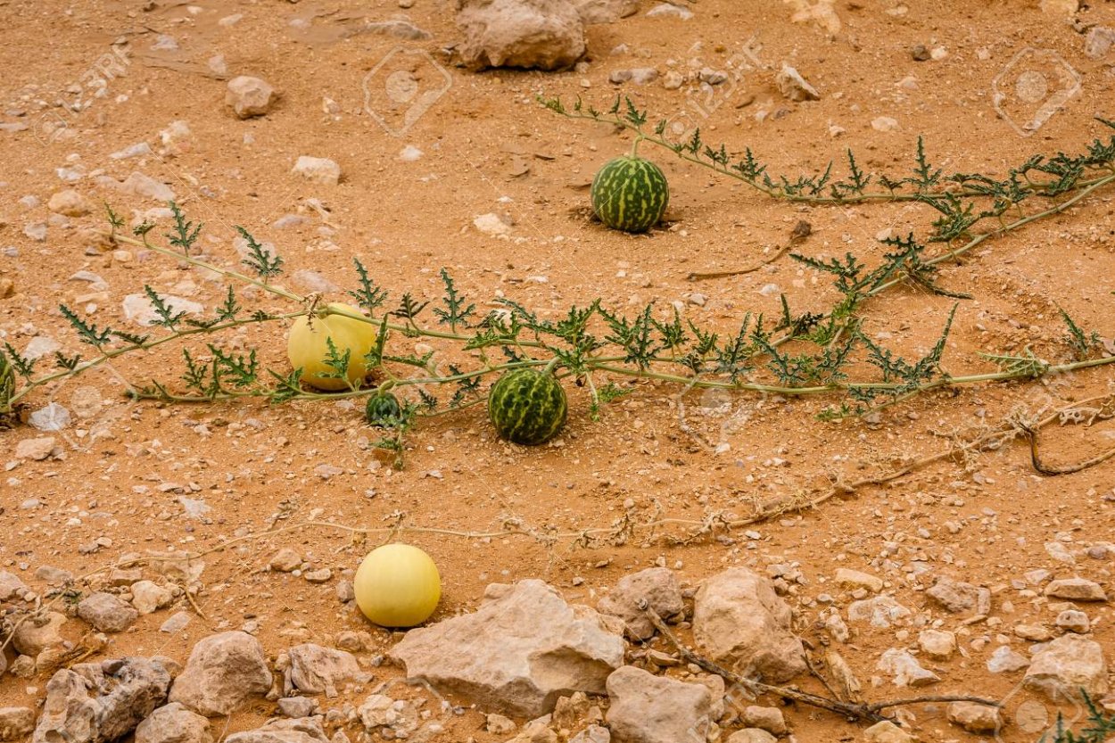 Колоцинт или колоквинт