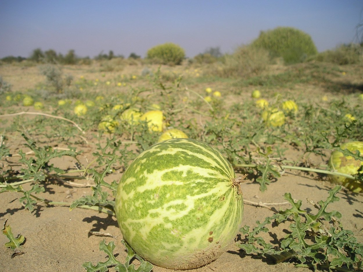 Дыня тсамма Калахари