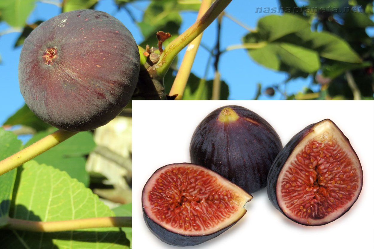 Инжир турецкий Крымский