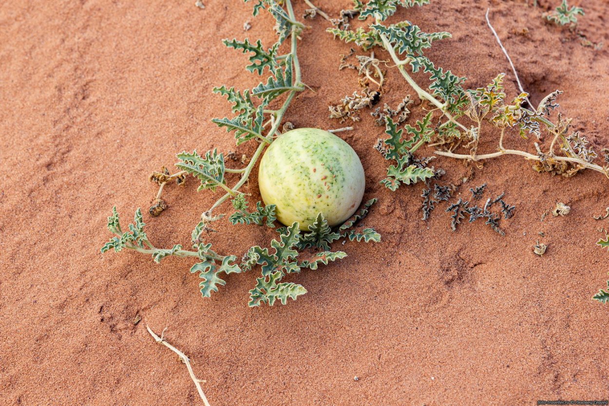 Колоцинт растение